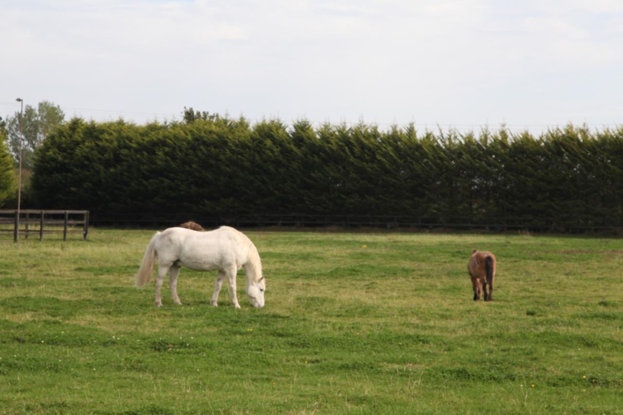 Bed and Breakfast Pebble Mill Dublin Exteriér fotografie